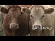 Cows 8 1648